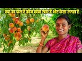 क्या का फल है कौन कौन खाए हैं और कैसा लग