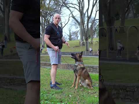 If your dog can’t work off leash or around distractions, make sure they work on leash first.