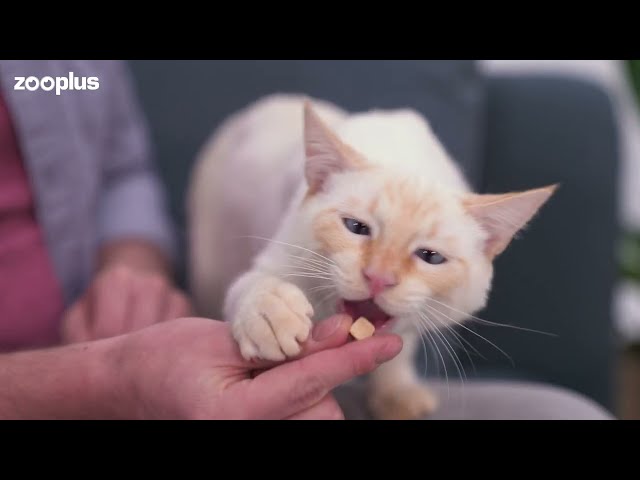 Vídeo relacionado con I Love my Cat Freeze-Snack para Gatos, pechuga de Pato (liofilizada), 25 g, Snacks saludables para Gatos, Libres de aditivos Artificiales