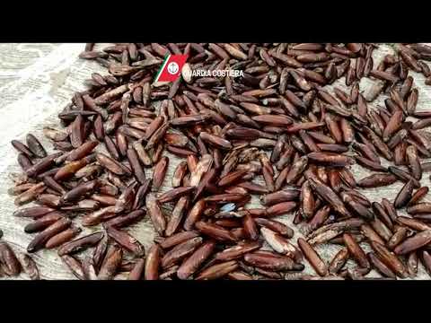 Bari, 40 chili di datteri sequestrati a Santo Spirito