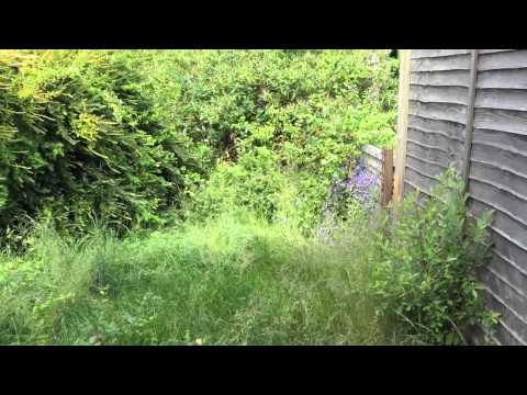Overgrown garden - before clear up