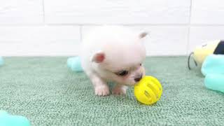 ハーフ犬の動画01