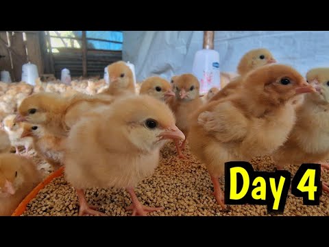 Brooding Day 4 - Facing Death!