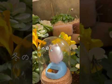 冬のガーデニング：12月に植える低木はどれですか？今あなたの庭に加えるべきトップ5の種  庭園