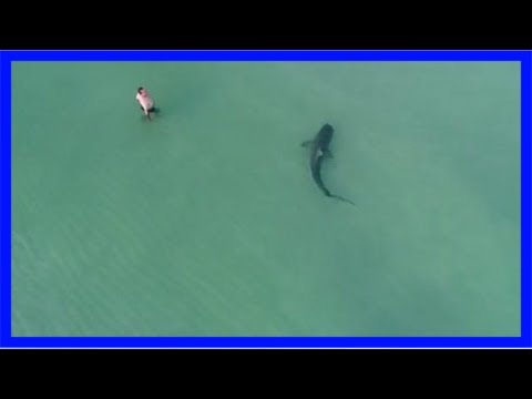 This Tiger Shark Was Way Too Close To These Swimmers On Miami Beach