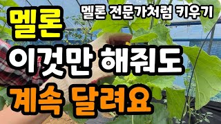 멜론 5개 심어서 20개따기 시작은 이것부터! 멜론 심으셨다면 꼭 보세요 #멜론키우기 #텃밭멜론 #메론
