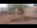 Daniel Caesar Blessed Slowed To Perfection