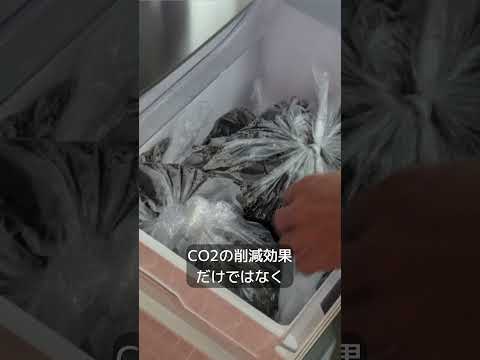 コーヒーかすに耐えられない植物はどれですか?またその理由は何ですか?  庭園