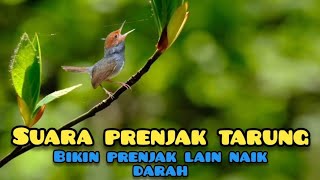 Download lagu SUARA PIKAT PRENJAK KEPALA MERAH TARUNG RIBUT mp3