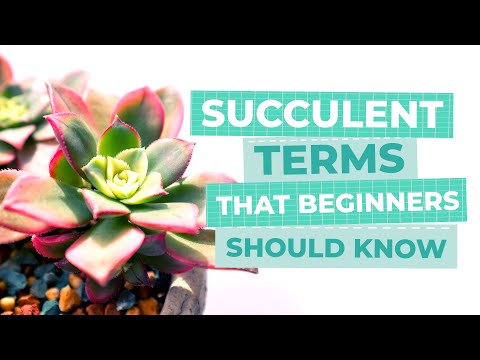 Succulent Terms That Beginners Should Know | Succulents 101