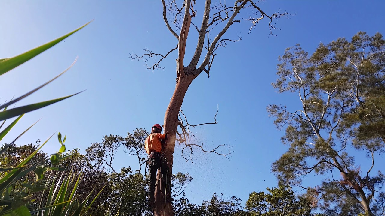 Felling Dead Dangerous Tree