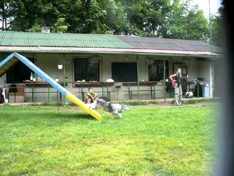 agility training jirkov   nicoletta and BOC beauty