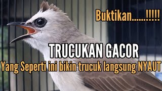 Download lagu Buktikan...!!! Belum 3 Menit..Suara Trucukan Ini Ahlinya Bikin Trucuk Seketika Langsung NYAUT mp3