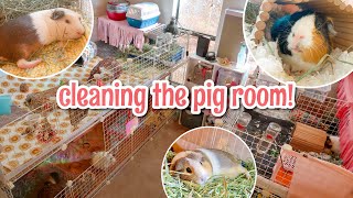 CLEAN MY GUINEA PIG ROOM WITH ME 🐽🧼🧹