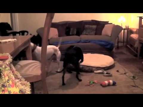 Ramona & Tiara Wrestlemania