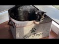 Zahra takes nap on cat toy box