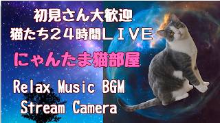 看板猫おもち部屋・猫が暮らす癒しの温泉旅館ライブ配信中  Cat Live Stream H.VIEW cam live webcam