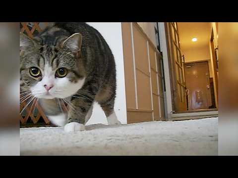 まるさんの思い出３。-Memories of Maru 3.-