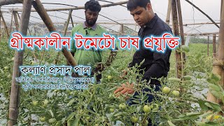 গ্রীষ্মকালীন টমেটো চাষ, লালপুর