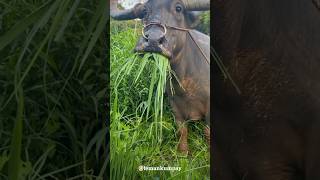 Download lagu Cow eats grass in a daze #diy #craft #viral #art #craft mp3