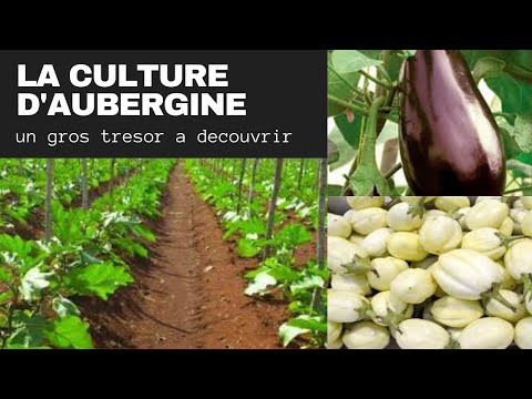 , title : 'la culture d'aubergine: UN GROS TRESOR A DECOUVRIR  en Afrique'