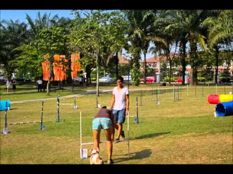 Pet-N-You - Dog Agility Training - Time Lapse