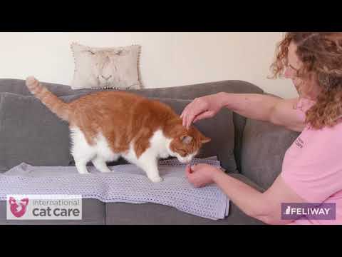 Helping your cat accept having its mouth checked