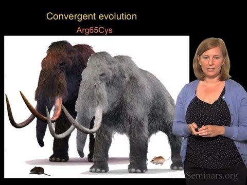 Convergent evolution across species - Hopi Hoekstra (Harvard/HHMI)