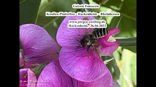 Galerie Fotoserie Knollen Platterbse Hackenheim Rheinhessen