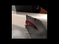Shark Puppet toaster bath!
