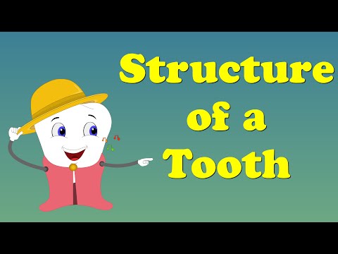 Tooth Structure | #aumsum #kids #science #education #children