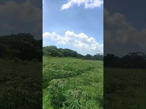 Cultivo convencional de Yuca variedad Chirosa y Venezolana. Luruaco, Atlantico, Colombia.