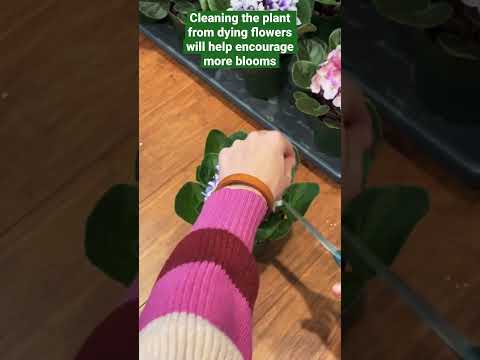 , title : '#shorts how to encourage your African Violets to bloom longer #shorts30 #africanviolets #fypage'