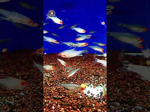 Video Thumb