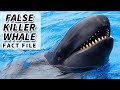 False Killer Whale Facts NOT Exactly A KILLER WHALE