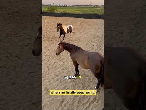 Horse’s surprising reaction after reuniting with his owner 💛🤯 #animals #horse #cuteanimals