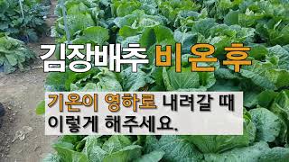 김장배추 비온 후 기온이 영하로 내려갈 때 이렇게 해주세요. #주말농장 김장배추가꾸기.