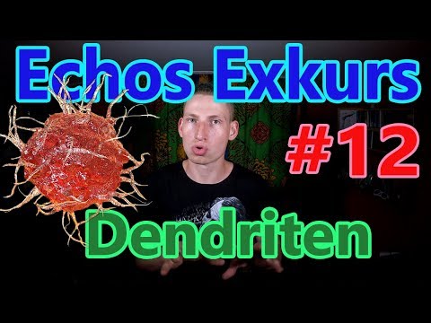 Echos Exkurs #12 - dendritische Zellen