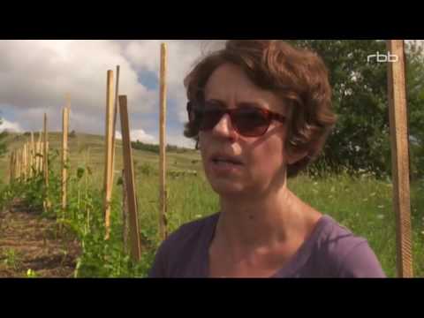 Ein Erfahrungsbericht aus Siebenbürgen/Rumänien