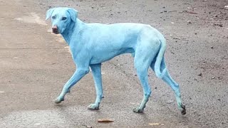 Blue dogs roam the streets of Mumbai