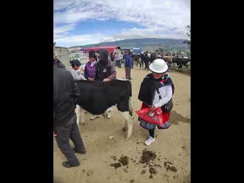 FERIA DE GANADO DOMINGO DESDE LA PROVINCIA DEL CAÑAR ECUADOR 🏙️