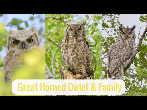 Wonderful Wyoming Wildlife - Great Horned Owlet & Family
