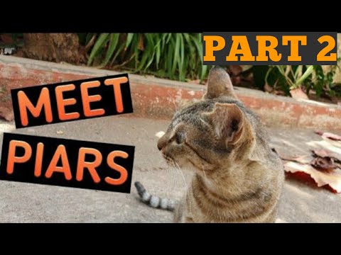 Meet Piars (Part Two)