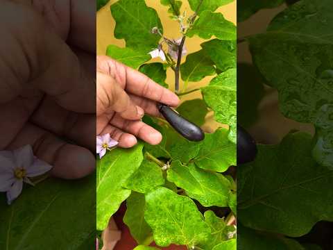 , title : 'Its Third Flower Setting in our Rain Season Eggplant Variety🍆🪴 #gharkikheti #farming #gardening'