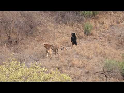 Sloth bear VS Tiger at the Ranthambor national park.
