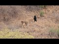 Sloth Bear VS Tiger At The Ranthambor National Park