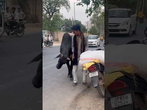 जय नंदी महाराजी 🙏