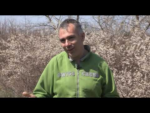 Boja meda ep. 57 09.04.2019. - Razvojni potencijali pčelarstva, zimske pčele, prvi prolećni pregled