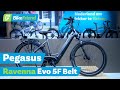 Pegasus Ravenna Evo 5F Belt 2024