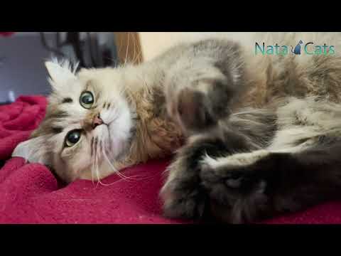 British Longhair Cat Jolie with Gold chinchilla Fur  4K